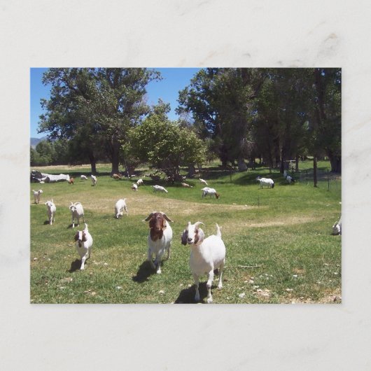 curieuze geiten briefkaart (Voorkant)