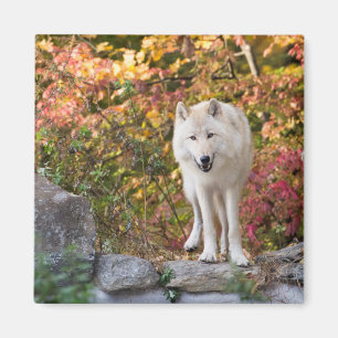 Curieuze grijze Wolf Magneet