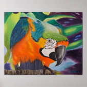 Curieuze Macaw Poster (Voorkant)