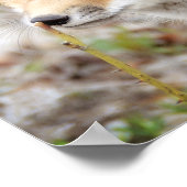 Curieuze Young Fox Kit Poster (Hoek)