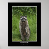 "CURIOSITÉ" Posters photos en coon (Devant)