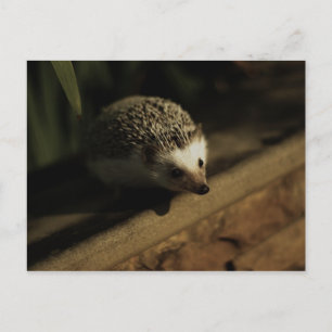 Curiosity postcard briefkaart