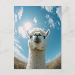 Curious Alpaca onder de zon Briefkaart