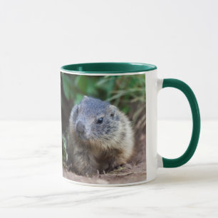 Curious Baby Marmot Mok