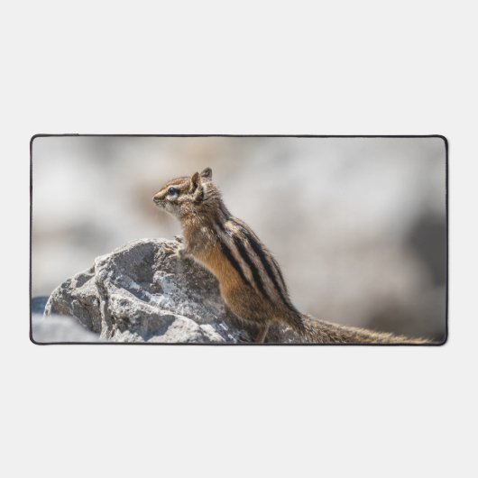 Curious Chipmunk in Nature (Recto)