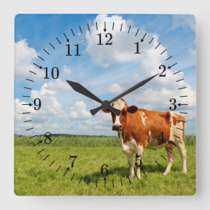 Curious cow standing on meadow. vierkante klok