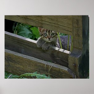 Curious Kitten op het hek poseren Poster