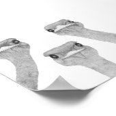 Curious Ostriches Poster (Hoek)