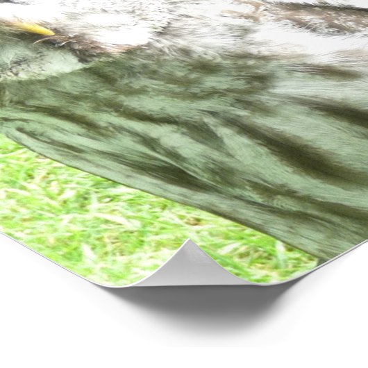 Curious Owl Poster (Coin)