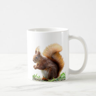 Curious Squirrel Mok