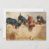 Curious Teckel Puppies | Carl Reichert (Voorkant)