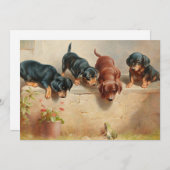 Curious Teckel Puppies | Carl Reichert (Voorkant / Achterkant)