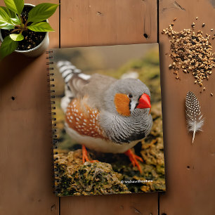 Curious Zebra Finch On The Rocks beroemd gemaakt d Notitieboek