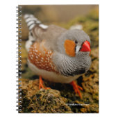 Curious Zebra Finch On The Rocks beroemd gemaakt d Notitieboek (Voorkant)