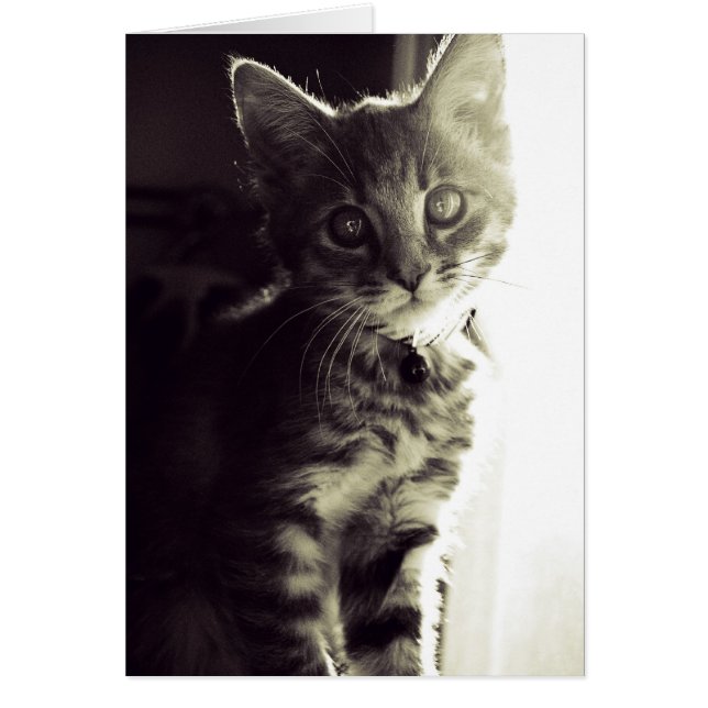 Curiouser, Curiouser in zwart-wit (Voorkant)