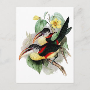 Curl-crested Aracari Briefkaart