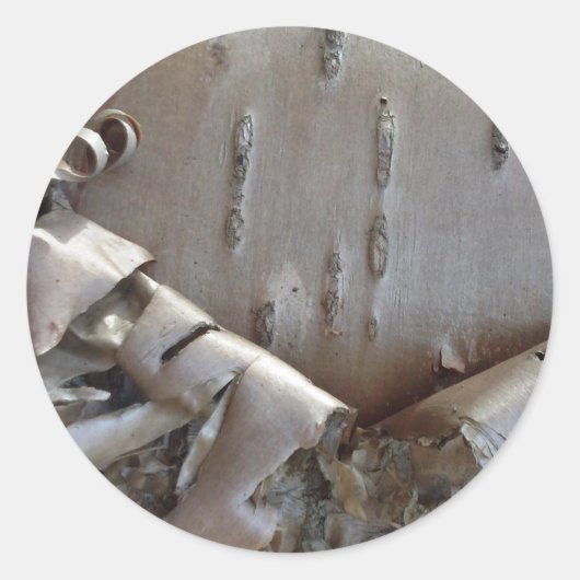 Curly Birch Bark Tree Rustic Ronde Sticker (Voorkant)