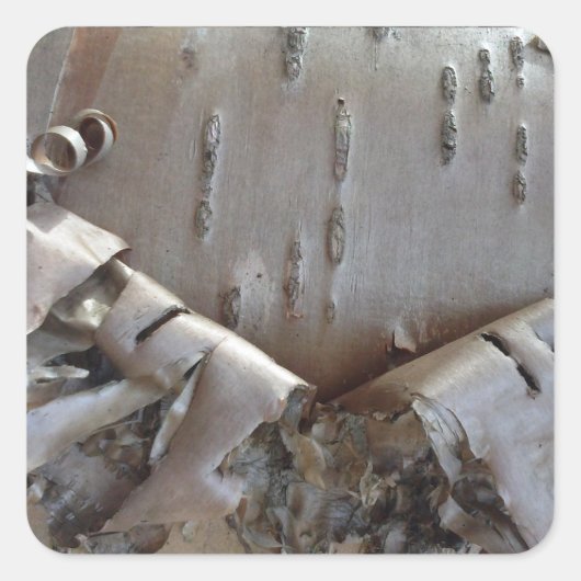 Curly Birch Bark Tree Rustic Vierkante Sticker (Voorkant)