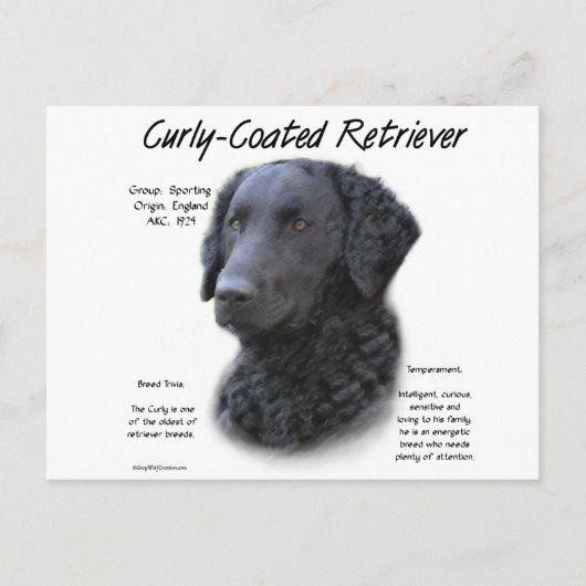 Curly-Coated Retriever Geschiedenis Ontwerp Briefkaart (Voorkant)