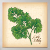 Curly Parsley Herb Poster (Voorkant)