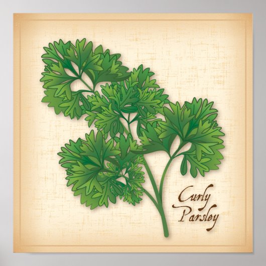 Curly Parsley Herb Poster (Voorkant)