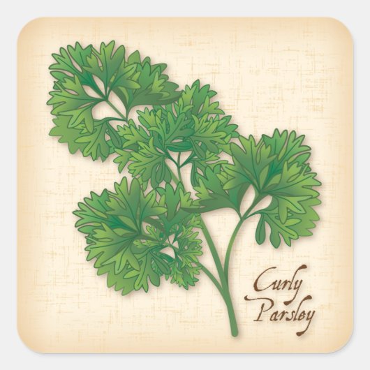 Curly Parsley Herb Square Sticker (Voorkant)