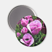 Curly Sue Paarse Tulips, Oregon Magneet (Voorkant / Achterkant)