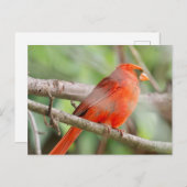 Cursief Briefkaart (Voorkant / Achterkant)