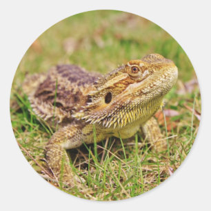 Cursief gebogen draak 2 ronde sticker