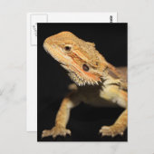 Cursief gebogen draak 3 briefkaart (Voorkant / Achterkant)