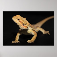 Cursief gebogen draak 3