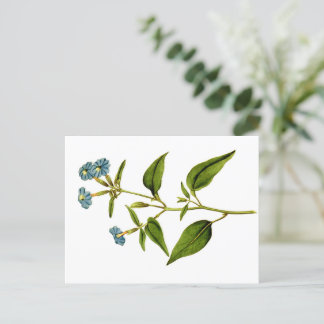 Curtis Botanische illustraties Briefkaart