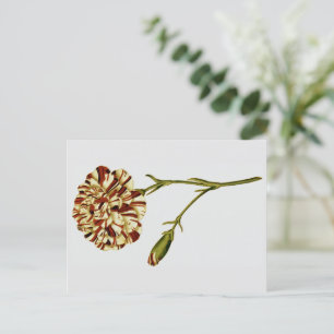 Curtis Botanische illustraties Briefkaart