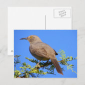 Curved-Bill Thrasher Briefkaart (Voorkant / Achterkant)