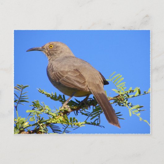 Curved-Bill Thrasher Briefkaart (Voorkant)