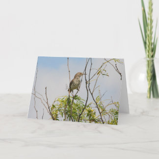 Curved Billed Thrasher Kaart