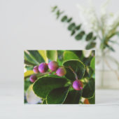 Curved Hearts Berry Briefkaart (Staand voorkant)