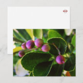 Curved Hearts Berry Briefkaart (Voorkant / Achterkant)