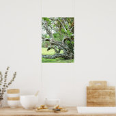 Curvy levende eiken Poster (Keuken)