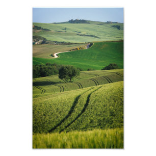 Curvy-lijnen in de groene Toscane fotoprint Foto Afdruk