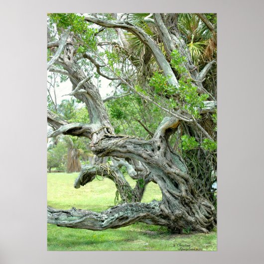 Curvy live living Poster de chêne (Devant)