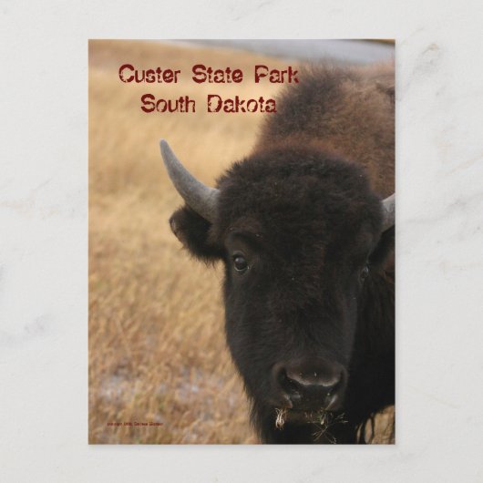 Custer State Park, South Dakota Briefkaart (Voorkant)