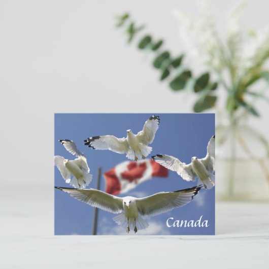 Custom Canada Flag seagulls Post card Briefkaart (Staand voorkant)