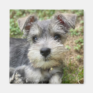 Custom Schnauzer Photo Magnet Magneet