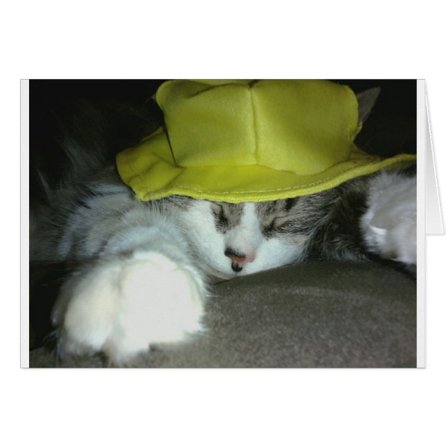 CUT KITTY CAT (Devant horizontal)