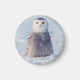 Cute Alaska Arctic Snowy Owl Foto Magneet