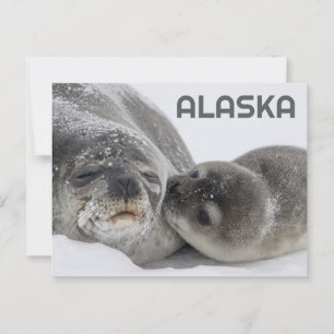 Cute Alaska Baby Zeal en Moeder Ansichtkaart Briefkaart