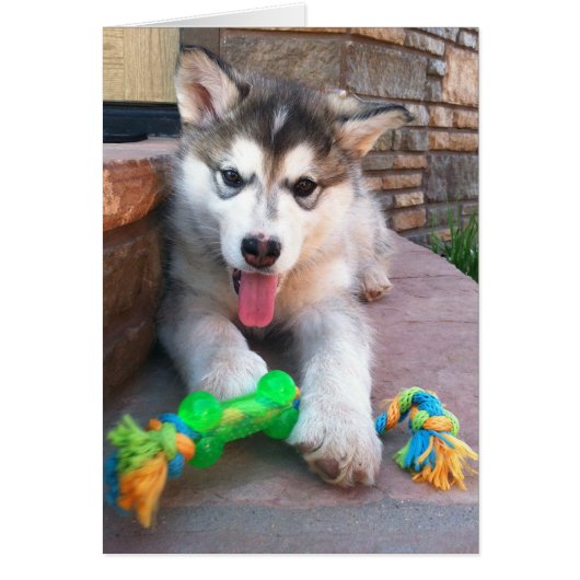 Cute Alaskan Malamute Pup Photo Get Well Sjabloon (Voorkant)