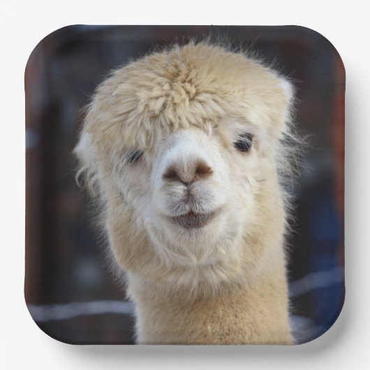 Cute Alpaca face Papieren Bordje (Voorkant)