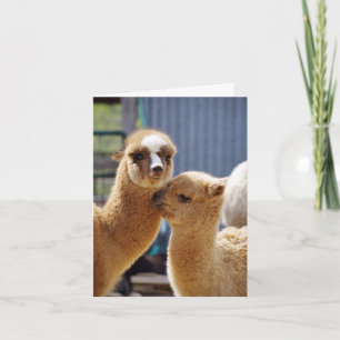 Cute Alpacas Note Card Kaart